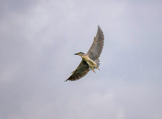 Flying Night Heron