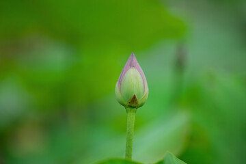 Fototapeta premium Budding Lotus Flower