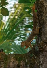 squirrel on tree