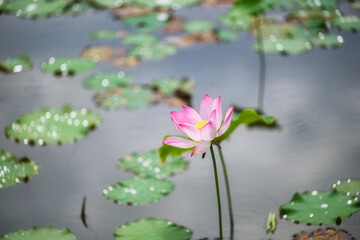 Lotus Flower in the Pond