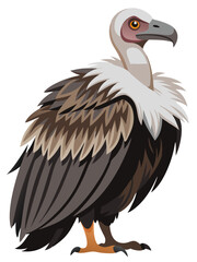 vulture isolated on white background