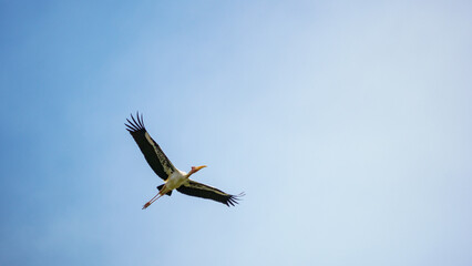 milky stork in flight