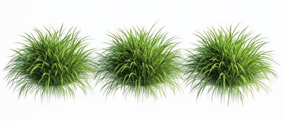 Three vibrant green spiky grass tufts evenly spaced on a white background symbolizing freshness and natural growth