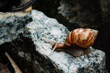 Detailed close-up of a brown snail with its shell, moving slowly on a rocks