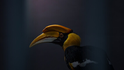 yellow billed hornbill © Ariff