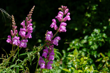 Obraz premium Pink snapdragon flowers blooming in a garden with lush green leaves in the background