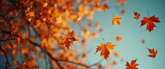 Autumn leaves falling from tree branches against clear blue sky, showcasing seasonal change, colorful foliage, and natural beauty