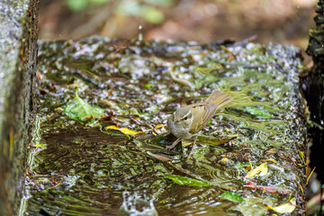 さえずる可愛いエゾムシクイ（メボソムシクイ科）
水盤で水浴びをしている。

英名学名：Sakhalin Leaf Warbler, Phylloscopus borealoides
神奈川県秦野市- 2025年
