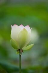 Fototapeta premium Blooming Lotus Flower