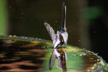 飛び回る可愛いエナガ（エナガ科）の群れ
水盤で水浴びをしている。

英名学名：long tailed tit (Aegithalos caudatus)
