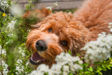 Charming Curly brown dog of breed Labradoodle or Cavapoo in a bush of flowers in summer. The breed of the dog is a cross between a poodle.