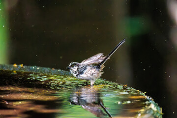 飛び回る可愛いエナガ（エナガ科）の群れ
水盤で水浴びをしている。

英名学名：long tailed tit (Aegithalos caudatus)
