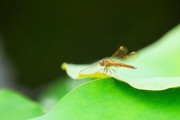Dragonfly on Lotus Leaf