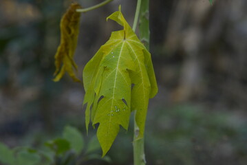 green leaves on the tree