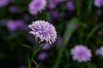 Close-up Marguerite Daisy flower blooming in the garden.
