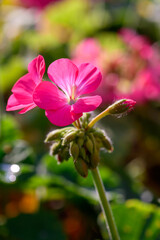 Close-up Pink Geranium flowers in the inflorescence on a green background.