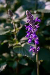 Blue Salvia flowers blooming at a garden in Chiang Mai, Thailand.
