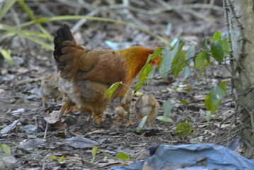 cock on the farm