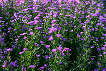 Purple Aster flower that blooms beautifully in a garden.