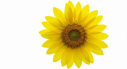 Fototapeta premium sunflower isolated on white background