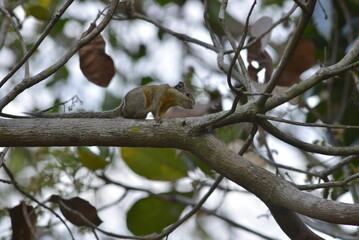 squirrel on tree