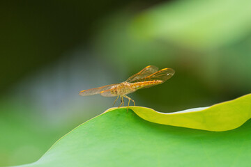 Orange Dragonfly on a Lotus Leaf