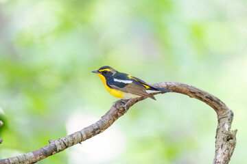 泉で水浴びをする可愛いキビタキ（ヒタキ科） 英名学名：Narcissus Flycatcher (Ficedula narcissina) (family comprising the flycatchers) 秦野駅近くにある弘法山公園は、浅間山、権現山、弘法山を含む神奈川県立の自然公園。 山頂には野鳥の観察施設「バードサンクチュアリ」がある 神奈川県秦野市- 2025年 