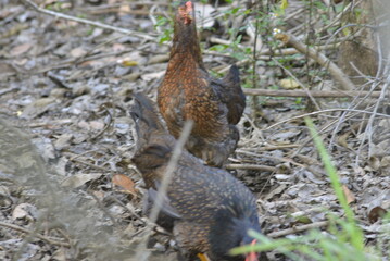 pheasant in the field