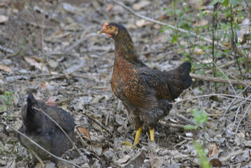 hen on the grass