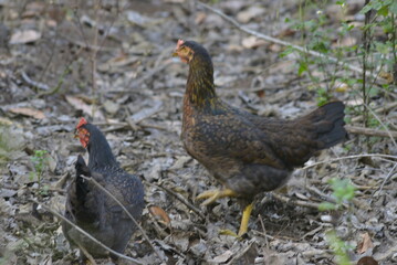 pheasant in the field
