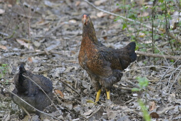 hen in the grass
