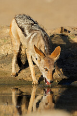 A black-backed jackal (Canis mesomelas) drinking water, Kalahari desert, South Africa.