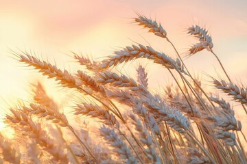 Obraz premium Close-up of ripe golden wheat stalks softly illuminated by the warm glow of a setting sun in a peaceful rural field