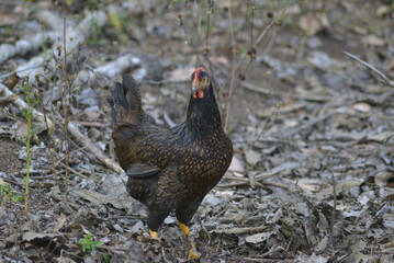pheasant in the grass