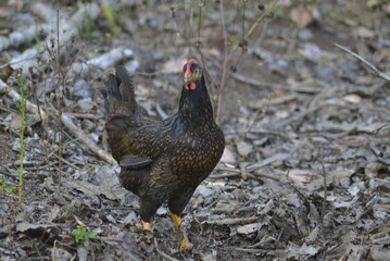 pheasant in the field