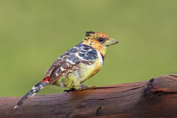 A colorful crested barbet (Trachyphonus vaillantii) in natural habitat, South Africa.