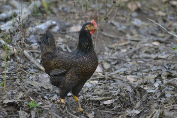pheasant in the field