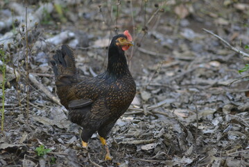 pheasant in the field