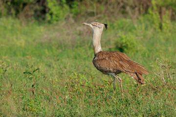 A large kori bustard (Ardeotis kori) walking in natural habitat, Madikwe game reserve, South Africa.