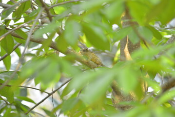 squirrel on a tree