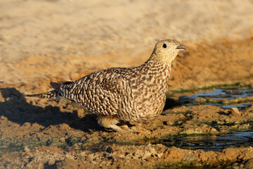 A female Namaqua sandgrouse (Pterocles namaqua) drinking water, Kalahari desert, South Africa.