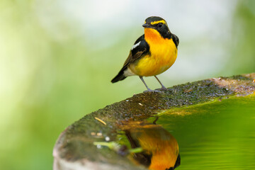 泉で水浴びをする可愛いキビタキ（ヒタキ科） 英名学名：Narcissus Flycatcher (Ficedula narcissina) (family comprising the flycatchers) 秦野駅近くにある弘法山公園は、浅間山、権現山、弘法山を含む神奈川県立の自然公園。 山頂には野鳥の観察施設「バードサンクチュアリ」がある 神奈川県秦野市- 2025年 