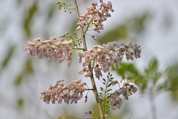blooming cherry tree