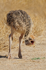A small ostrich (Struthio camelus) chick feeding in natural habitat, Kalahari desert, South Africa.
