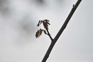 bird on tree