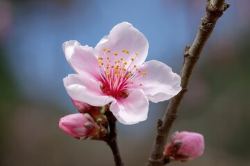 Obraz premium Blooming Peach Blossom Flower with Buds on Branch in Spring