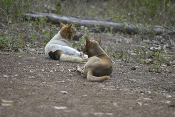 sleeping dog sleeping