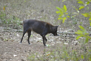 Fototapeta premium wild boar in the woods