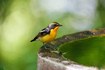 泉で水浴びをする可愛いキビタキ（ヒタキ科） 英名学名：Narcissus Flycatcher (Ficedula narcissina) (family comprising the flycatchers) 秦野駅近くにある弘法山公園は、浅間山、権現山、弘法山を含む神奈川県立の自然公園。 山頂には野鳥の観察施設「バードサンクチュアリ」がある 神奈川県秦野市- 2025年 