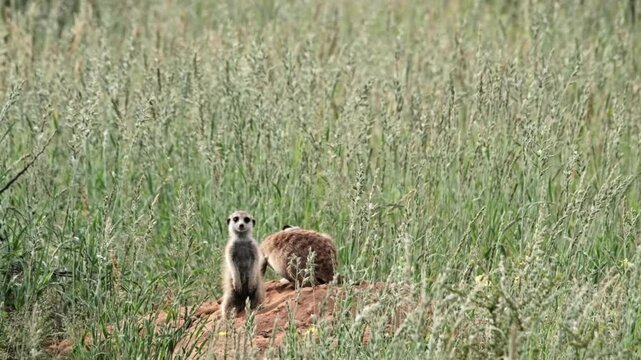 A meerkat mother with a baby on their burrows mound